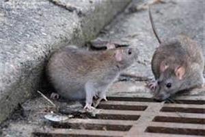 موش‌های آدم‌خوار در انتظار زلزله‌زدگان تهرانی!
