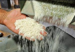 ممنوعیت واردات برنج تا اطلاع ثانوی 