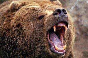 پای شکارچی در دهان خرس ماند