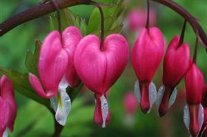 اسم این گل عجیب «قلب خون ریزی شده»است+عکس
