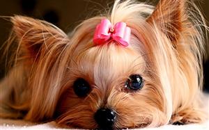 عکس/ زیباترین سگ جهان که نامش در کتاب گینس ثبت شد
