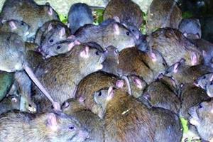 موش‌های آدمخوار منتظر زلزله