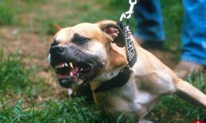 حمله مرگبار سگ پیت بول به یک زوج + تصاویر
