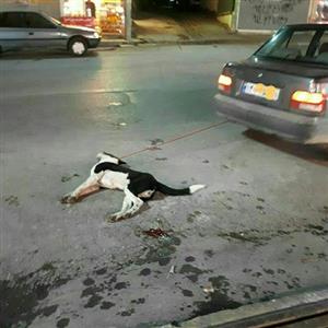 سگ آزاری وحشتناک یک ایرانی در سرعین+عکس