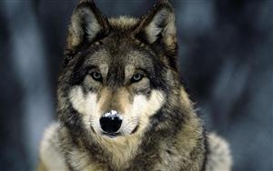 فروشنده‌ها/ گرگ‌ها اخلاق سگی دارند!+عکس
