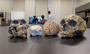 مغز انسان طی 3 میلیون سال گذشته بزرگ‌تر شده است

