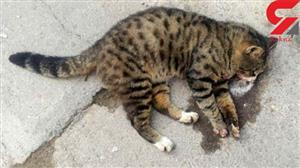 اصفهانی ها به گربه های خیابانی رحم نکردند؟!+ عکس
