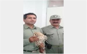 فروشندگان پرندگان وحشی در دام پلیس آمل