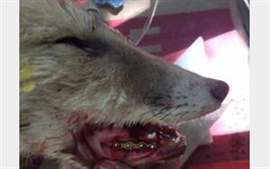 جراحی توله روباه در همدان