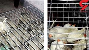 200 پرنده در گمرگ شلمچه دستگیر شدند! + عکس