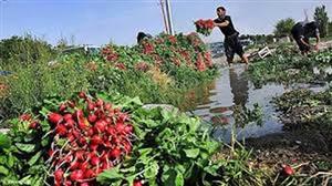سبزیجات جنوب تهران با مواد نفتی آبیاری می‌شود
