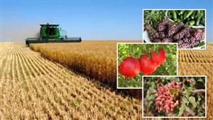 تقسیم وظایف تنظیم بازار محصولات کشاورزی بین ۲وزارتخانه