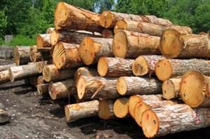 طرح جایگزین جنگلداری درصدد جلوگیری از قاچاق چوب
