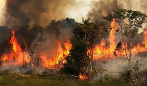 سوختن بکرترین مناطق جنگلی کشور در آتش سوء مدیریت 