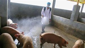 خطر همه‌گیری آنفولانزای جدید خوکی؛ بیخ گوش جهانیان