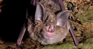 خفاش ها چطور در مقابل ویروس کرونا دوام می‌آورند؟