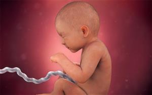 کشف ساعتی که سرعت رشد جنین را تعیین می کند