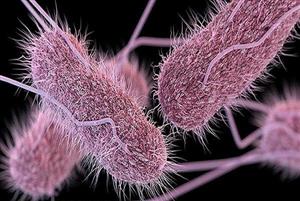 باکتری های مقاوم به آنتی بیوتیک تهدید جهانی هستند 