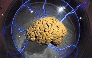 شناسایی عملکرد زبان و حافظه با تحریک مسیرهای مغزی