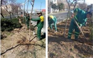 ادامه عملیات کاشت درخت و درختچه در نخستین روزهای فصل بهار