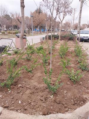 کاشت یک صد درختچه در بوستان های منطقه 17

