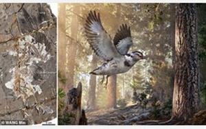 کشف فسیل پرنده 127 میلیون ساله