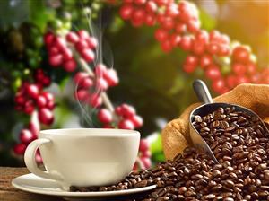 کاهش خطر مرگ زودرس با نوشیدن قهوه